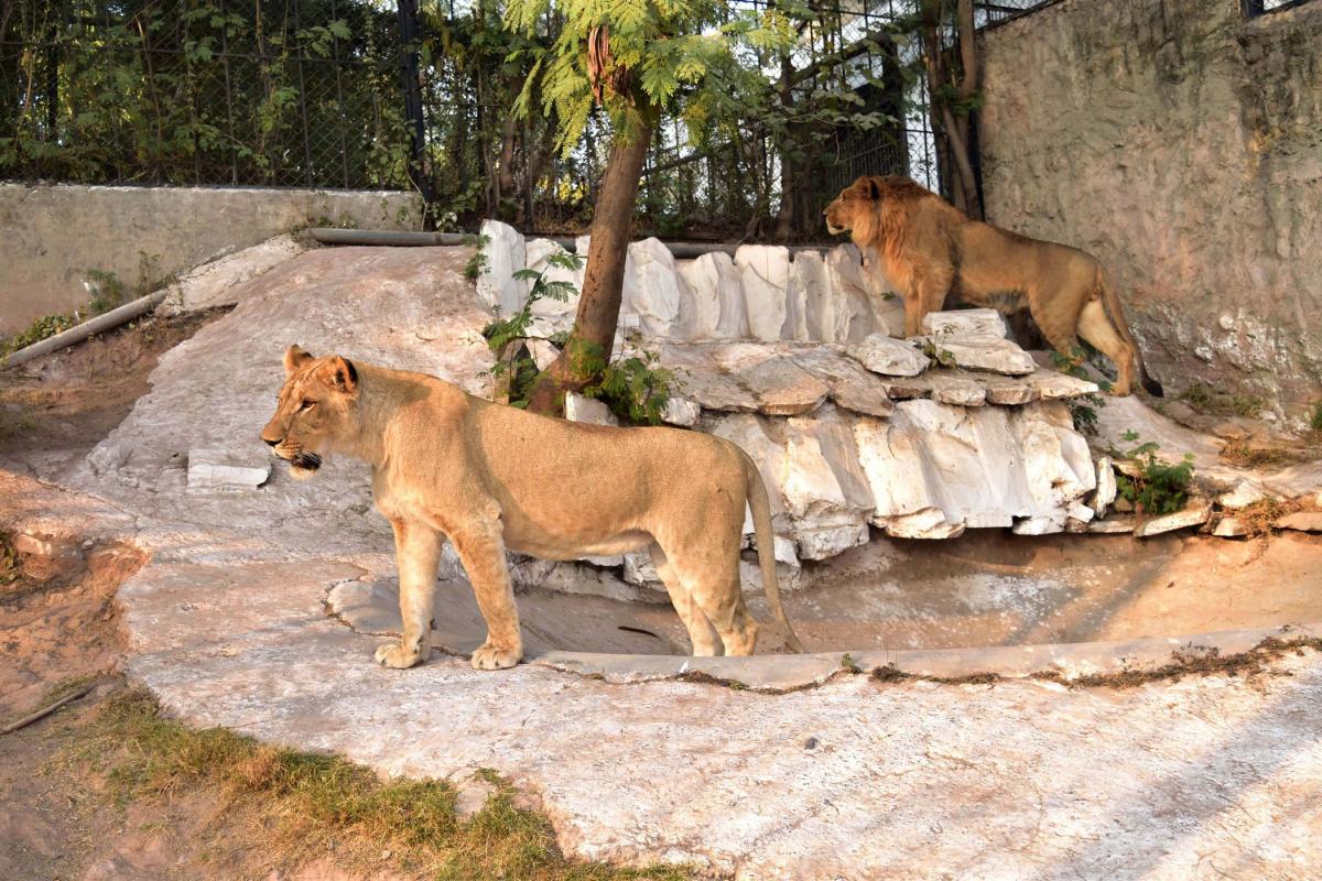 safari zoo rawalpindi